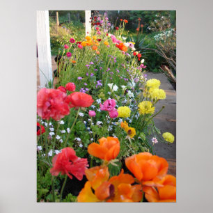 Spring Garden Rannunculus Floral Flowers Poster