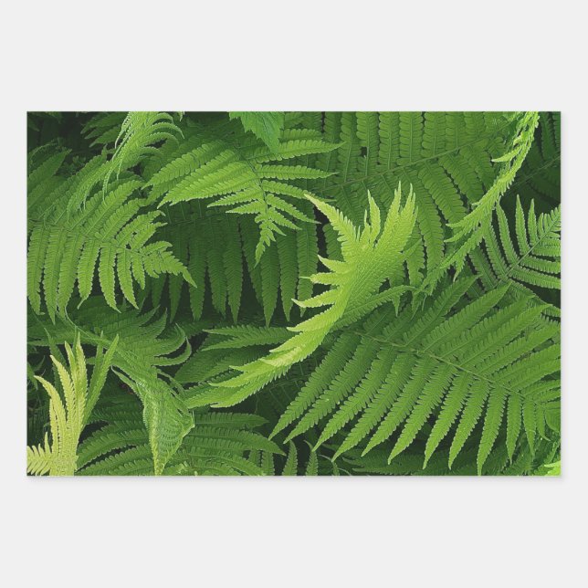 SPRING GREEN FERN PHOTO WRAPPING PAPER SHEETS (Front)