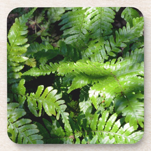 Spring Green Ferns boho botanical  Beverage Coaster (Front)