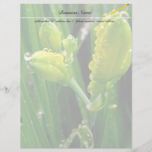 spring green lily buds (Front)