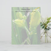 spring green lily buds (Standing Front)