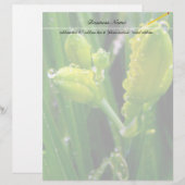 spring green lily buds (Front/Back)