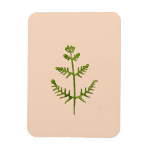 spring green magnet