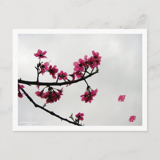 Spring Greetings/Cherry Blossoms Kanji Postcard (Front)