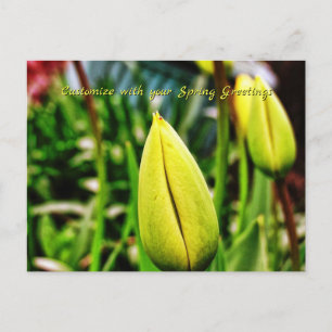 Spring Greetings Yellow Tulips Postcard