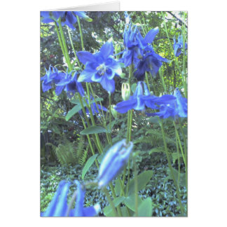 Spring growing columbines cards