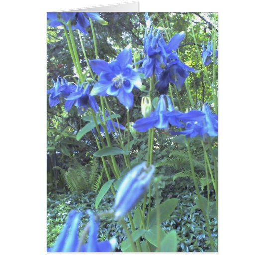 Spring growing columbines cards (Front)