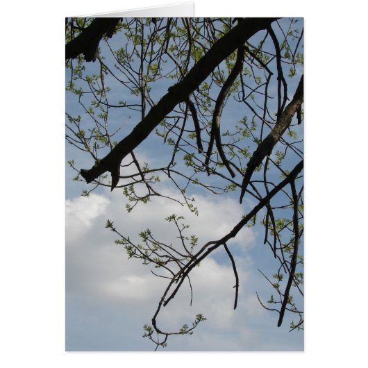 Spring Growth Cards (Front)