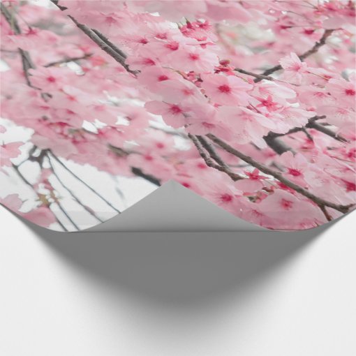 Spring Hanami Festival, Cherry Blossoms Wrapping Paper | Zazzle