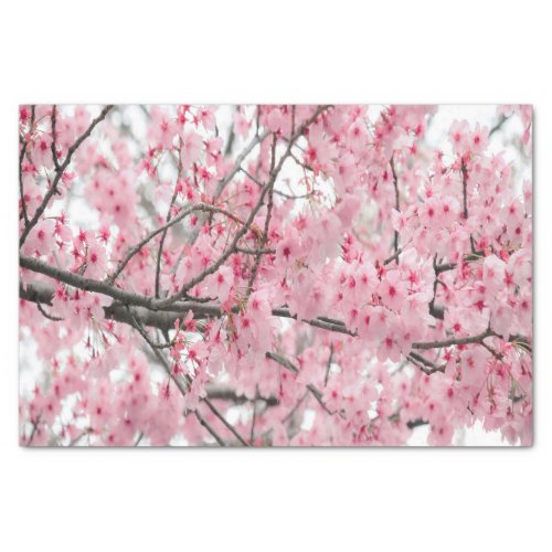 Spring Hanami Festival tissue paper