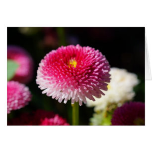 Spring has Sprung! Cards