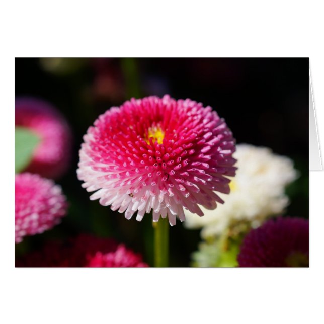 Spring has Sprung! Cards (Front Horizontal)