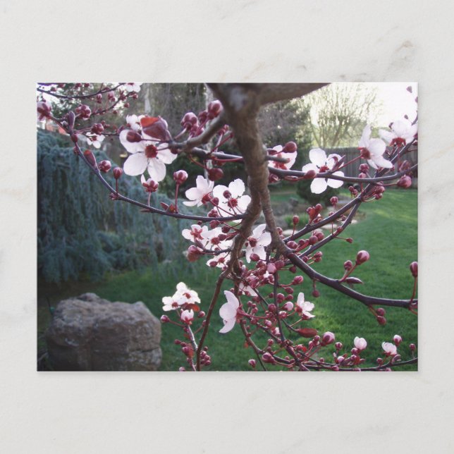 Spring has sprung postcard (Front)