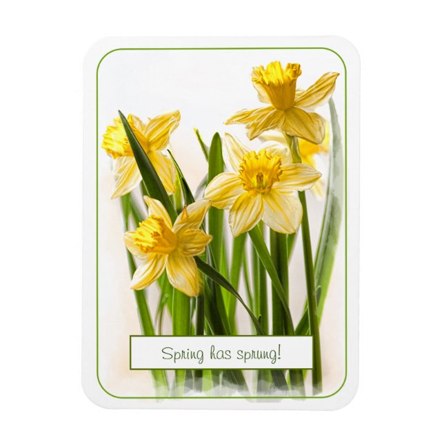 Spring has Sprung Yellow Daffodils Close-up Photo Magnet (Vertical)