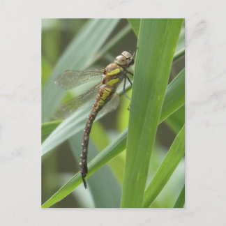Spring Hawker Dragonfly DIY Postcard