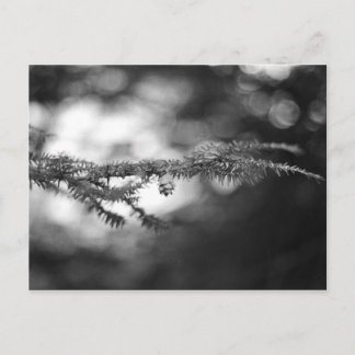 Spring Hope Pinecone Postcard