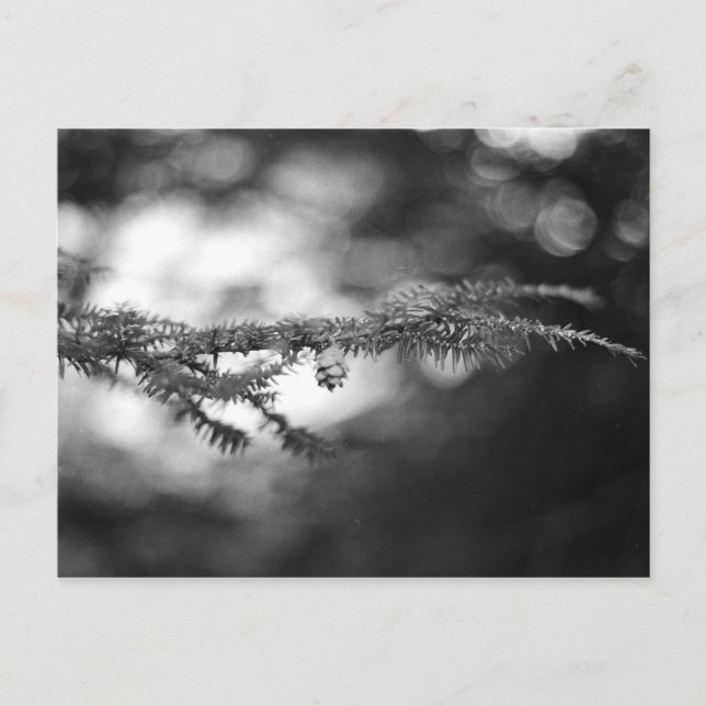 Spring Hope Pinecone Postcard (Front)
