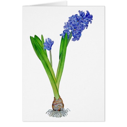 Spring Hyacinth Cards (Front)