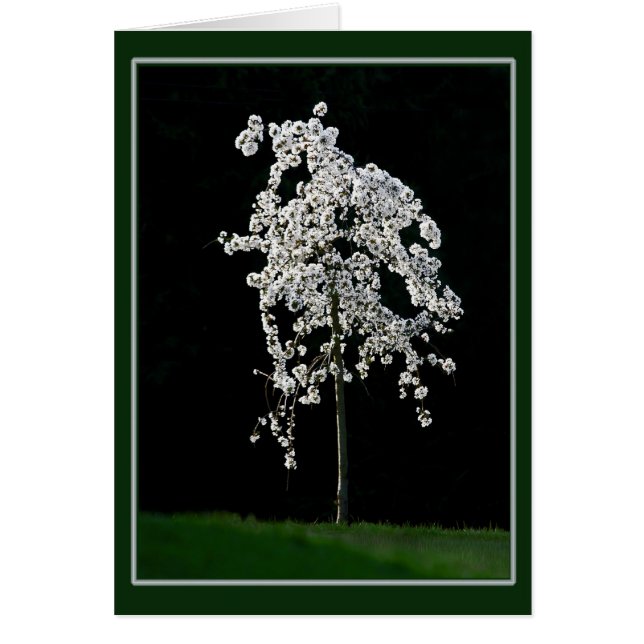 Spring In Bloom (Front)