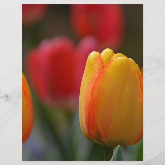 Spring in Colors (Front)