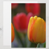 Spring in Colors (Front/Back)