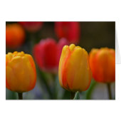 Spring in Colors (Front Horizontal)