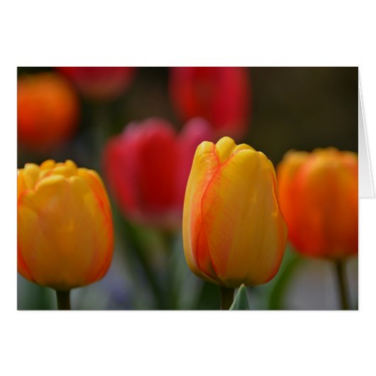 Spring in Colors (Front Horizontal)