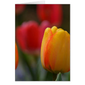 Spring in Colors (Front)