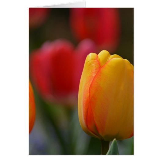 Spring in Colors (Front)