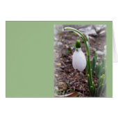 Spring in February (Front Horizontal)