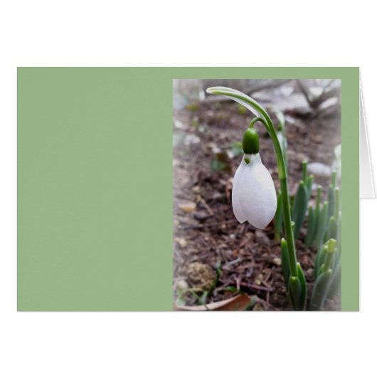 Spring in February Cards (Front Horizontal)