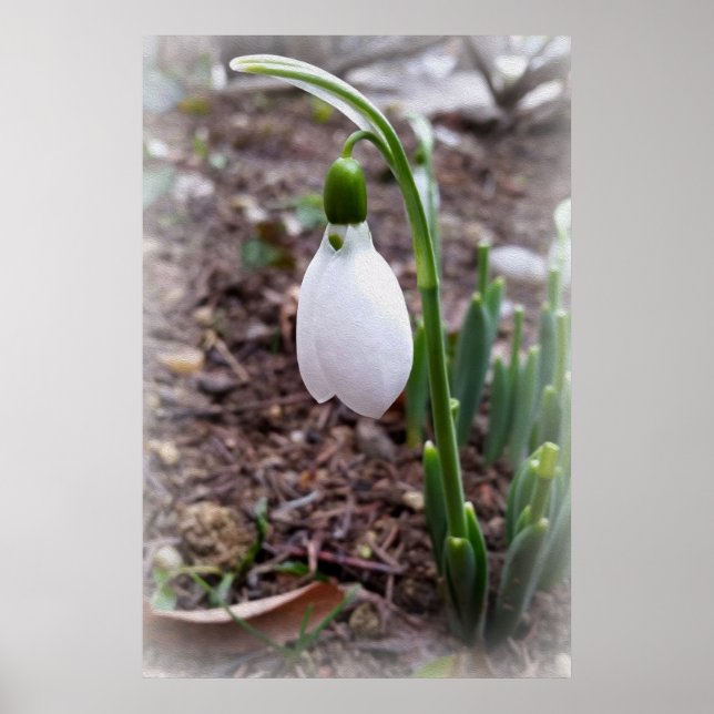 Spring in February Poster (Front)
