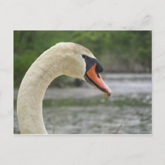 Spring in Framingham 2 Postcard