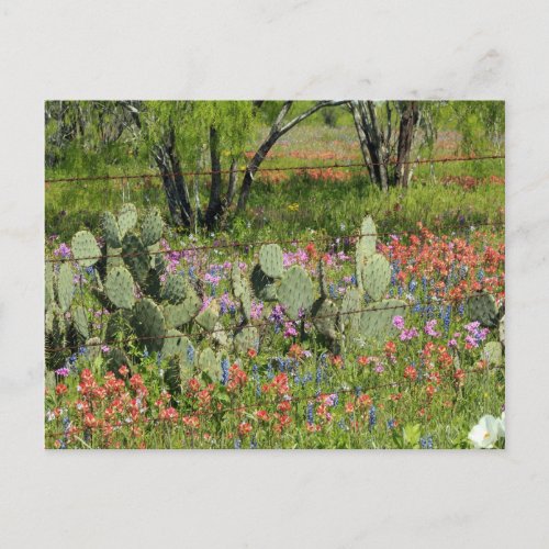 Spring in Texas Postcard