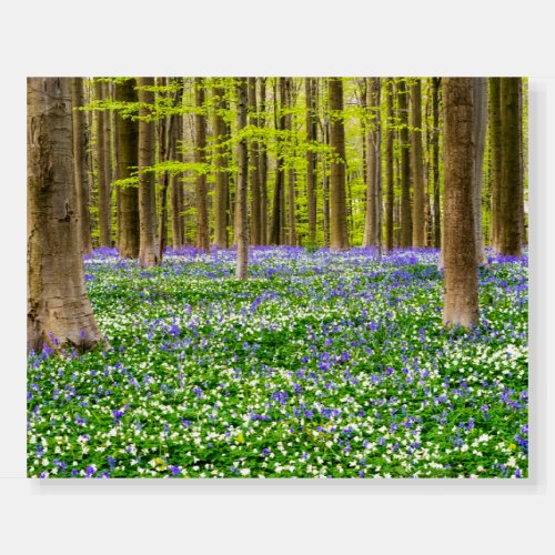 Spring in the Blue Forest Foam Board