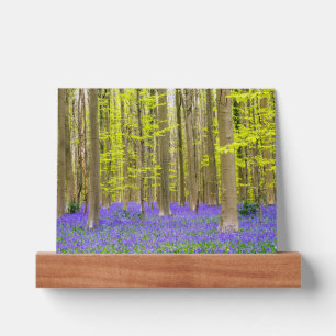 Spring in the Blue Forest Picture Ledge