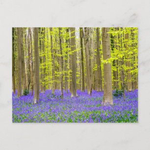 Spring in the Blue Forest Postcard