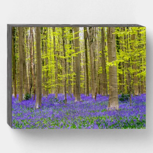 Spring in the Blue Forest Wooden Box Sign