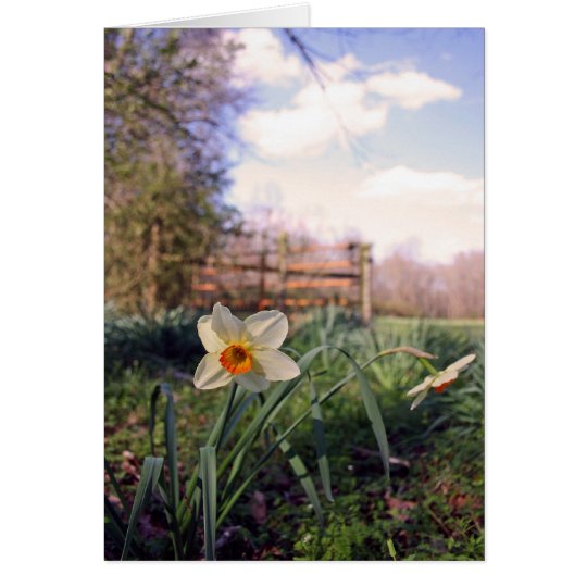 Spring in the Country Daffodil Note Greeting Card