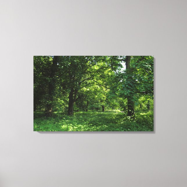 Spring in the Woods 01 Canvas Print (Front)