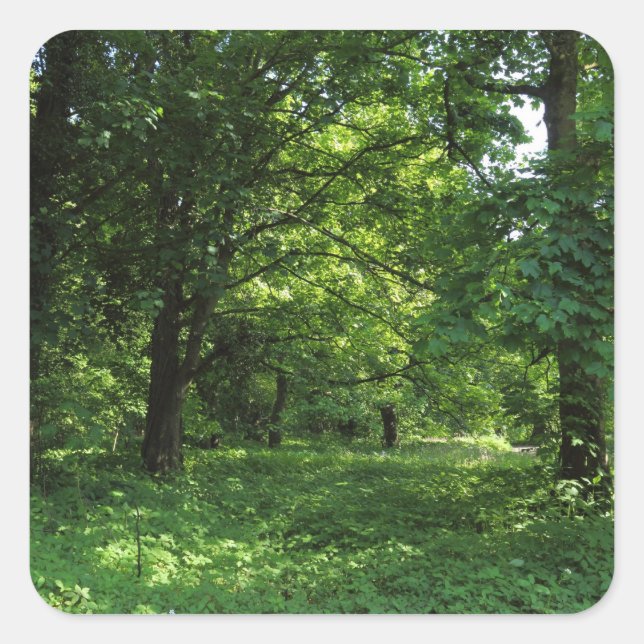 Spring in the Woods 01 Square Sticker (Front)