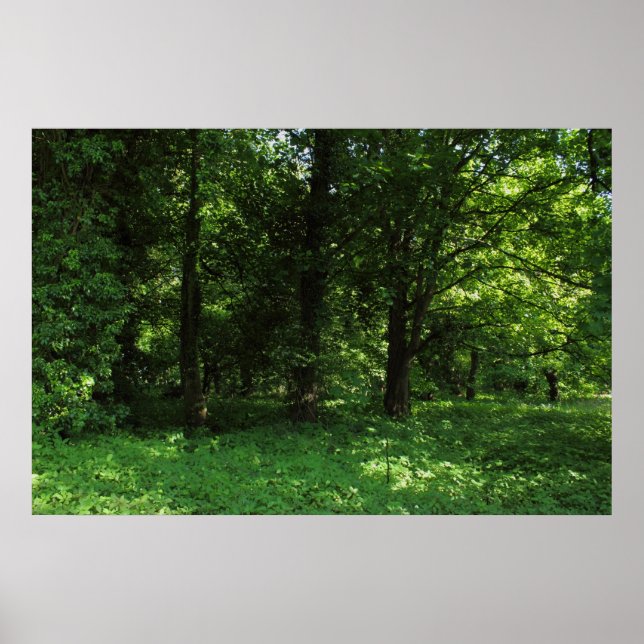 Spring in the Woods 02 Poster (Front)