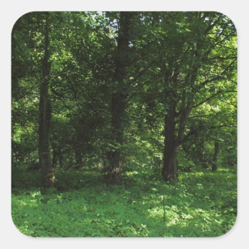 Spring in the Woods 02 Square Sticker