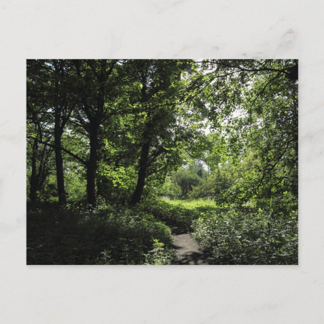 Spring in the Woods 03 Postcard (Front)