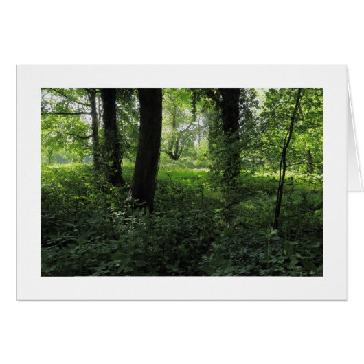 Spring in the Woods 04 (Bordered) (Front Horizontal)