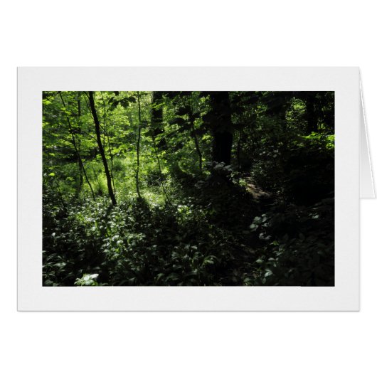 Spring in the Woods 05 (Bordered) (Front Horizontal)