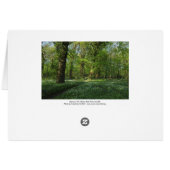 Spring in the Woods, Bute Park, Cardiff (Back Horizontal)