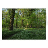 Spring in the Woods, Bute Park, Cardiff (Front Horizontal)