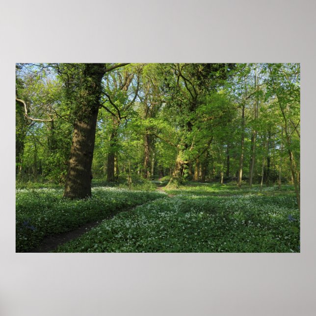 Spring in the Woods, Bute Park, Cardiff Poster (Front)