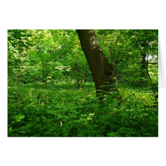 Spring in the Woods Cards (Front Horizontal)